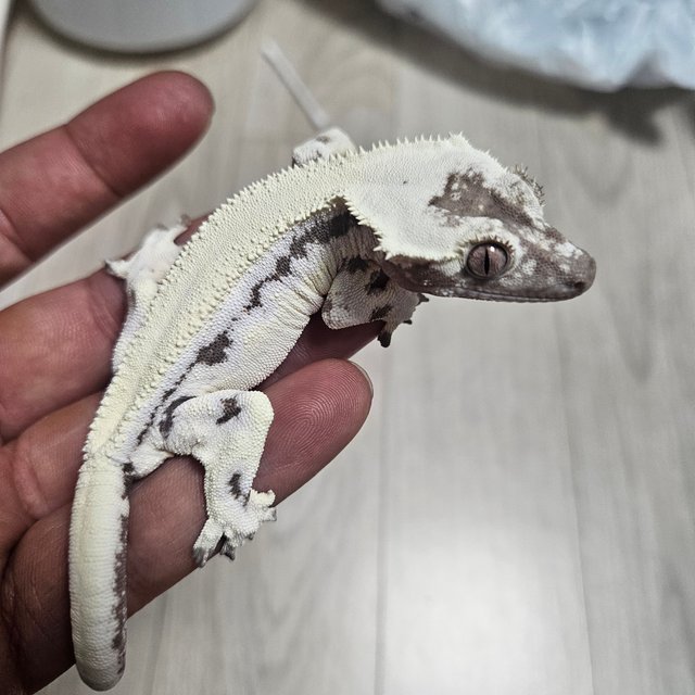 릴리100%헷아잔틱 세이블