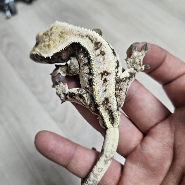 세이블 드리피 화이트스팟