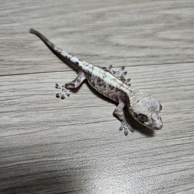 루왁 릴리