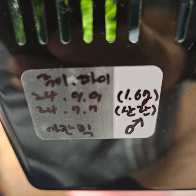 아잔틱 풀핀
