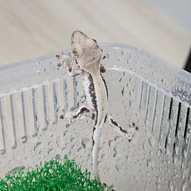 릴리 세이블 100%헷아잔틱