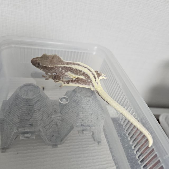 릴잔틱