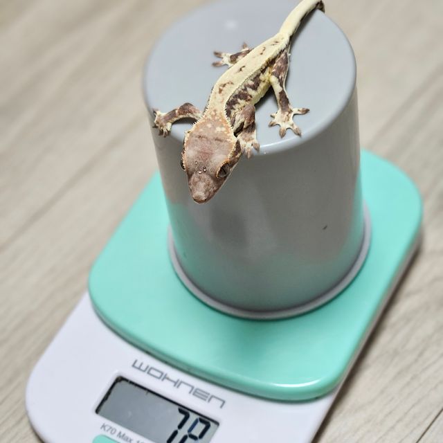프라푸치노