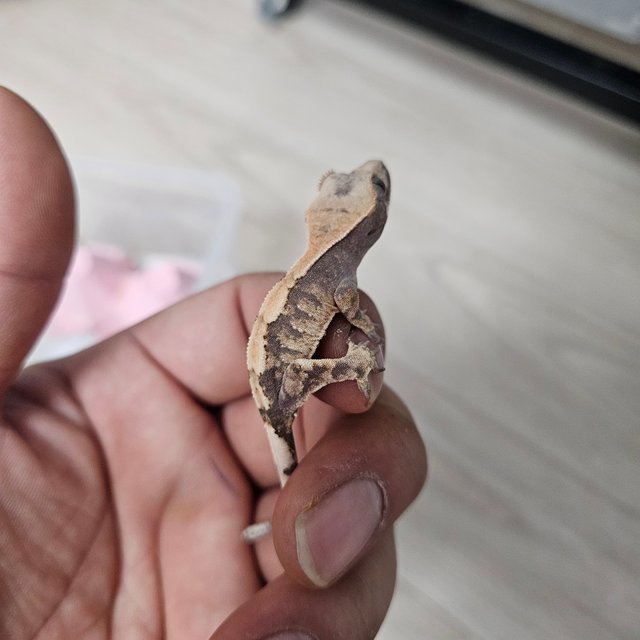 100%헷아잔틱 세이블