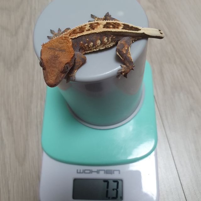 카푸치노