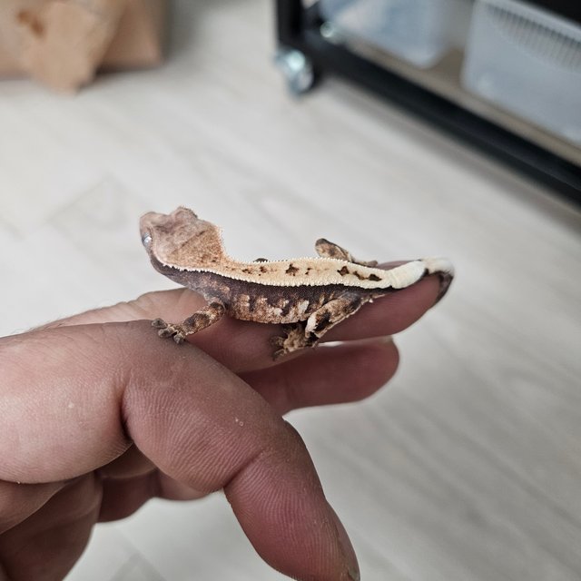 100%헷아잔틱 세이블