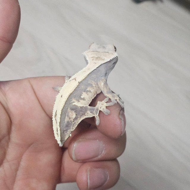 100%헷아잔틱 세이블