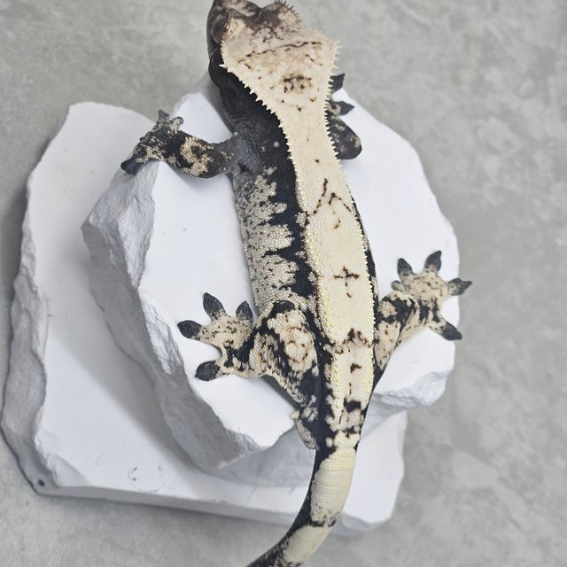 세이블 블랙 화이트