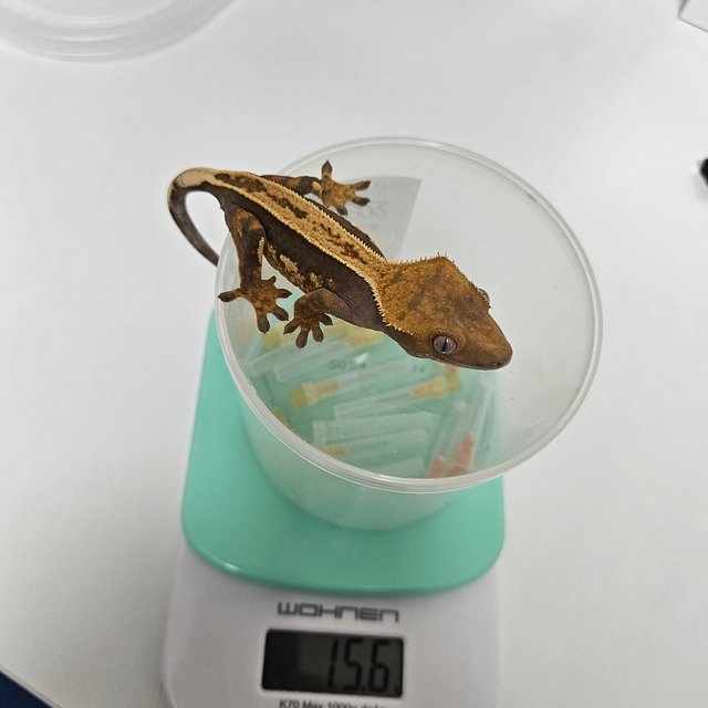 100%헷아잔틱 풀핀 핀스트라이프