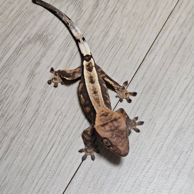 카푸치노 100%헷아잔틱