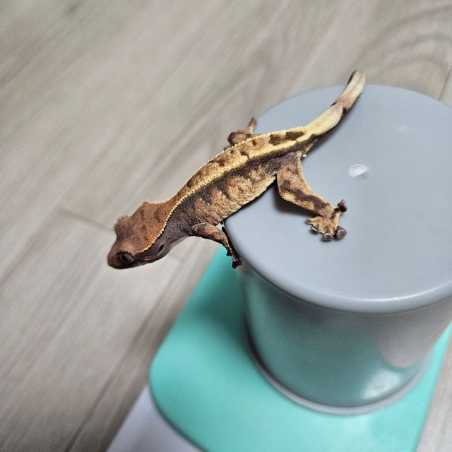세이블