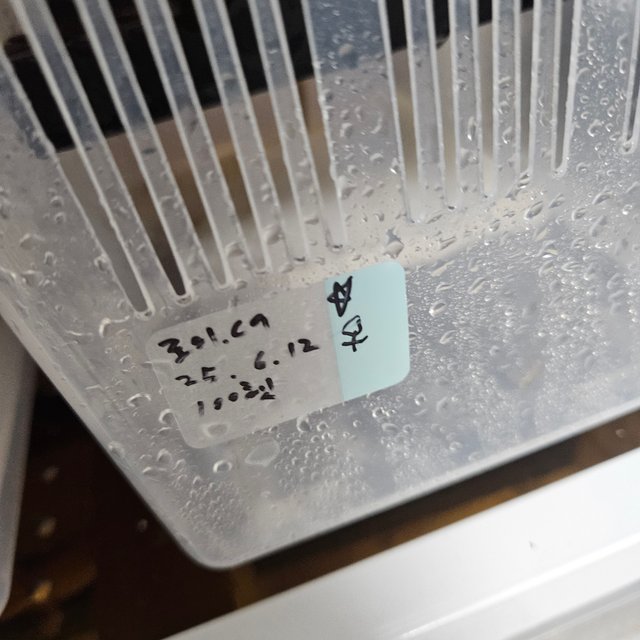 100%헷아잔틱 풀핀 핀스트라이프