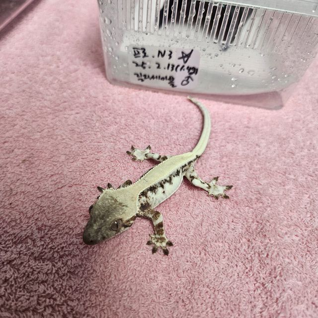 릴리 세이블