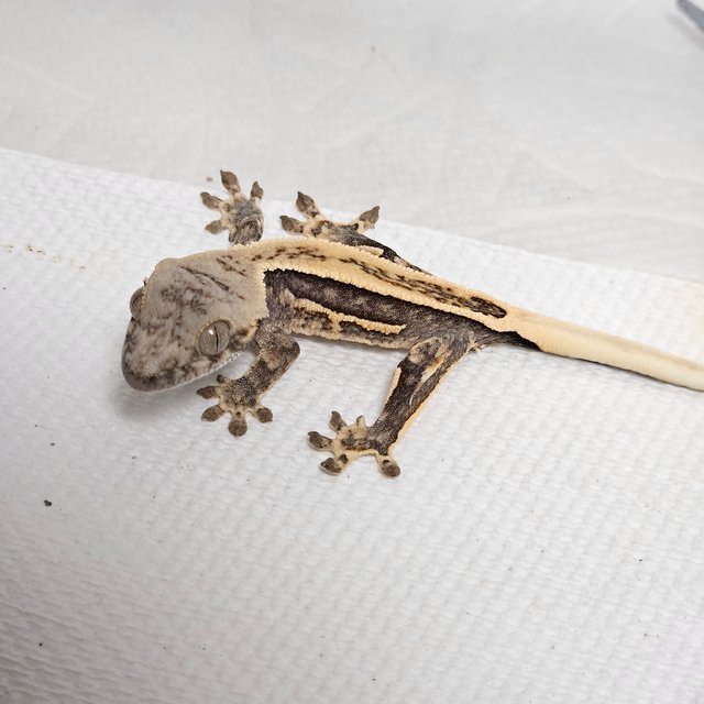 노멀 풀핀 쿼드