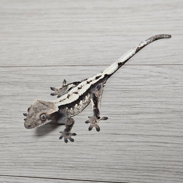 세이블