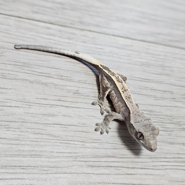 세이블