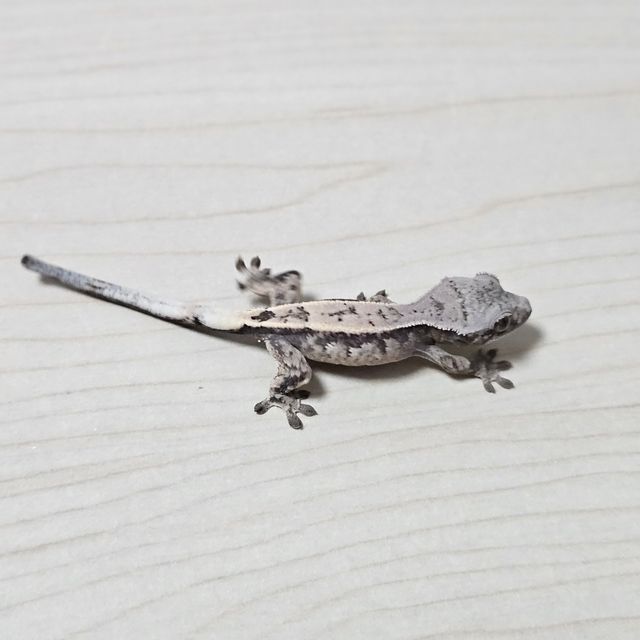 세이블