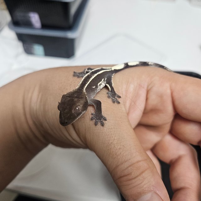 아잔틱 핀스트라이프