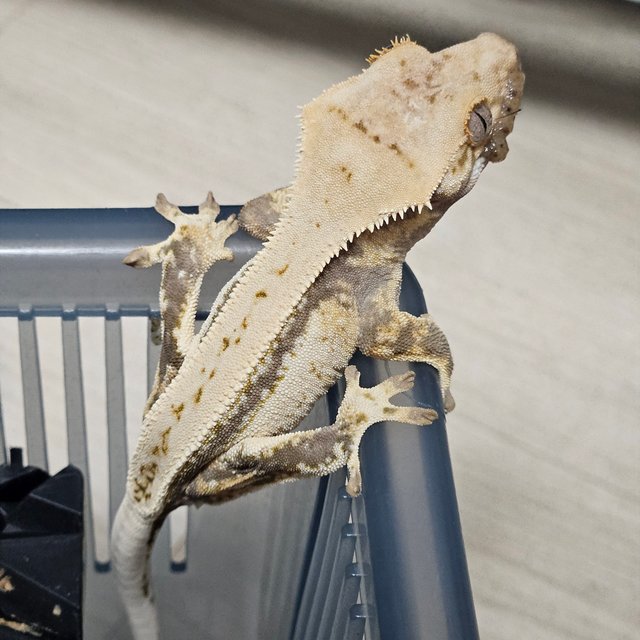 노멀 드리피 쿼드 풀핀 화이트스팟