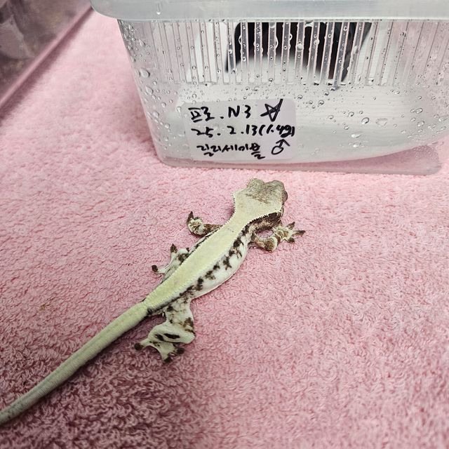 릴리 세이블