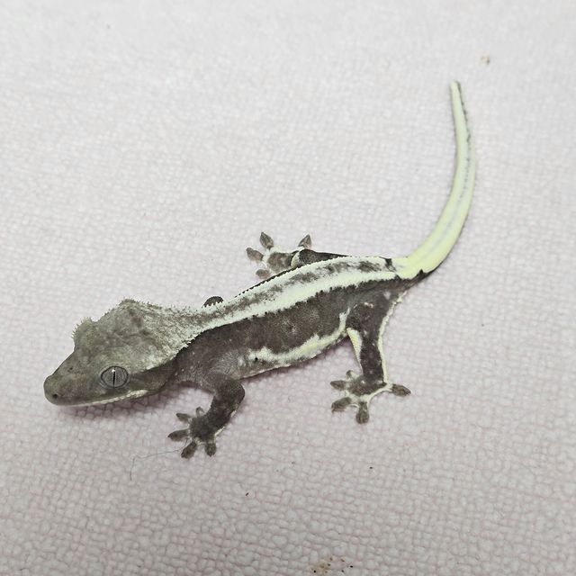 릴잔틱