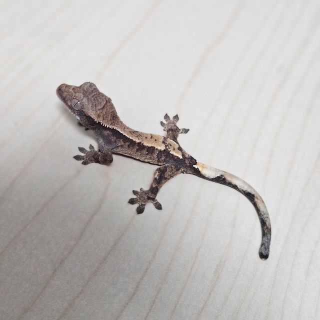 세이블