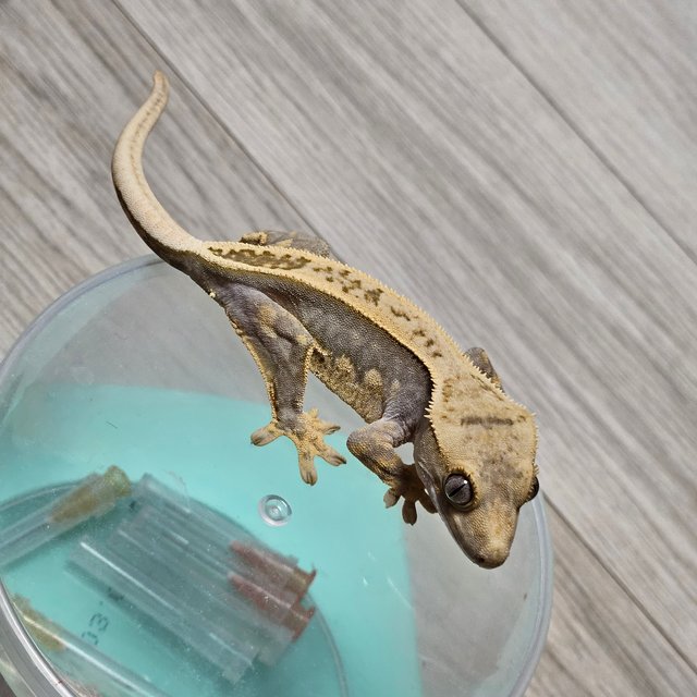 100%헷아잔틱 풀핀