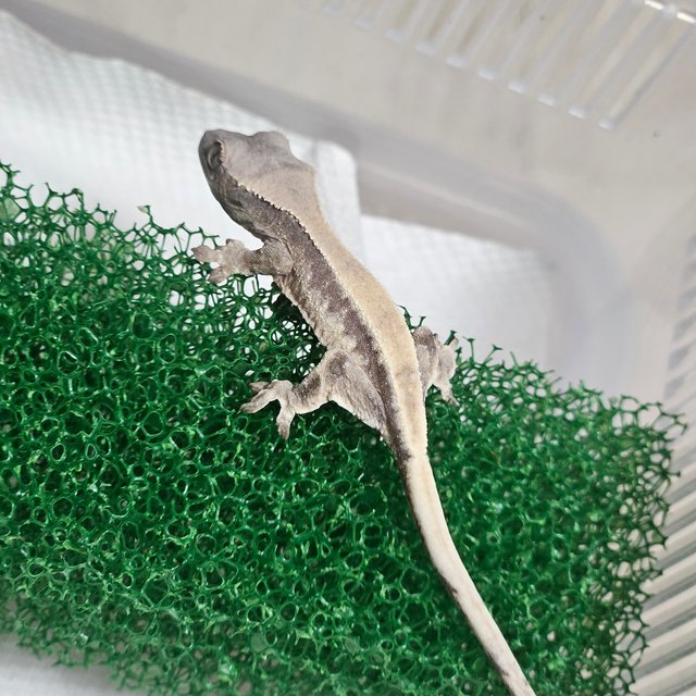 릴리 세이블 100%헷아잔틱