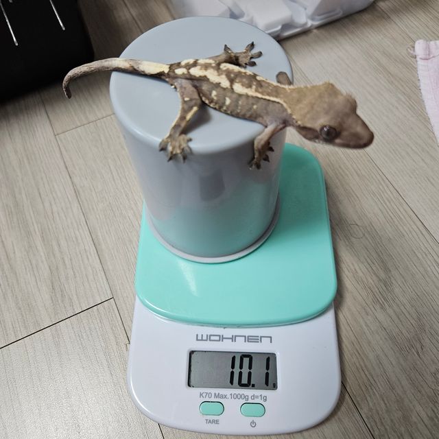 세이블