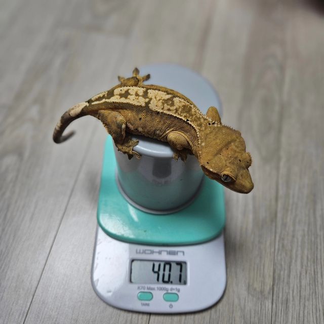 100%헷아잔틱