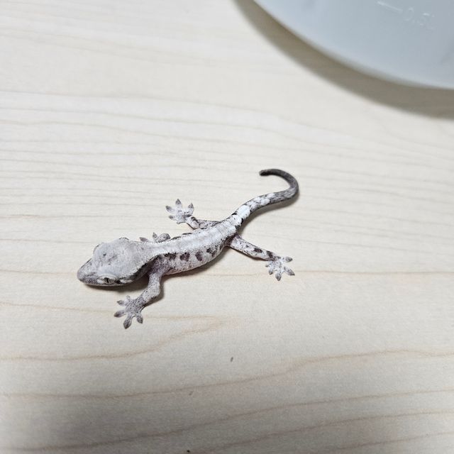 루왁 릴리