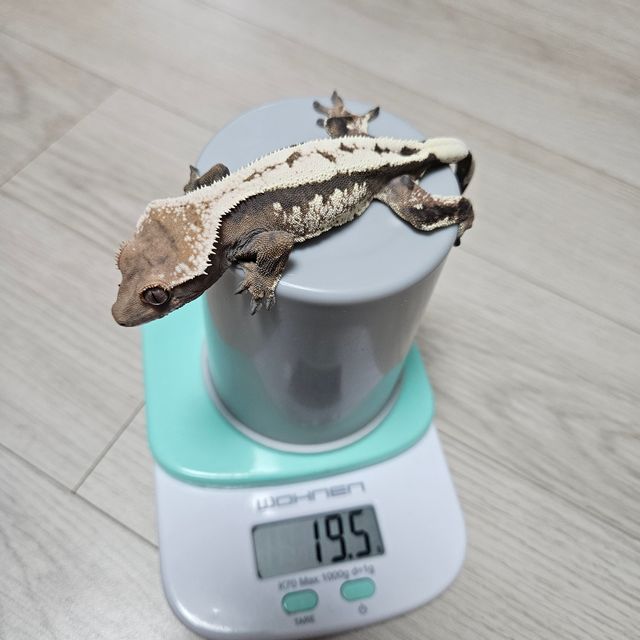 세이블