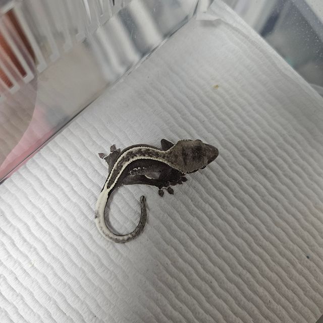 아잔틱 풀핀