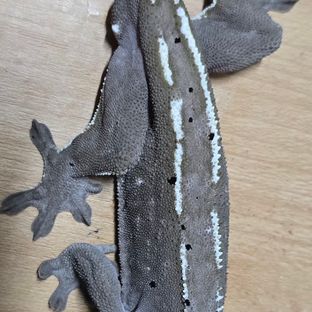 아잔틱