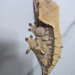 트라이 익스트림할리퀸