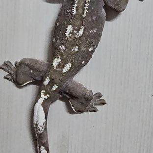 아잔틱