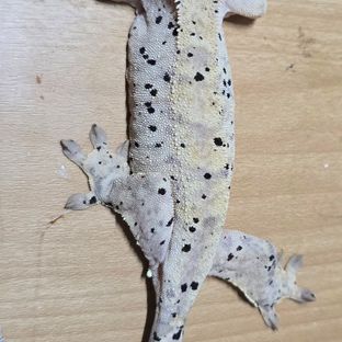 슈퍼달마시안