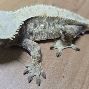 트라이 익스트림할리퀸