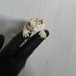 슈퍼달마시안