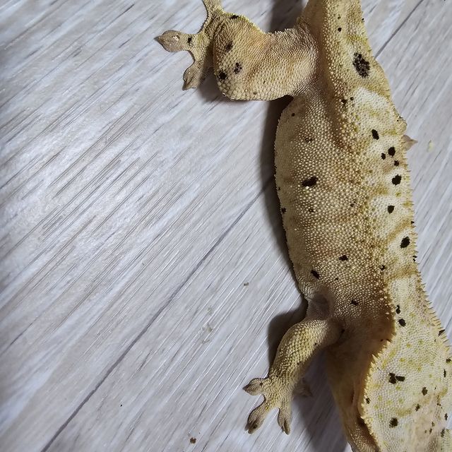 달마시안