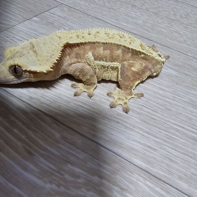 노멀