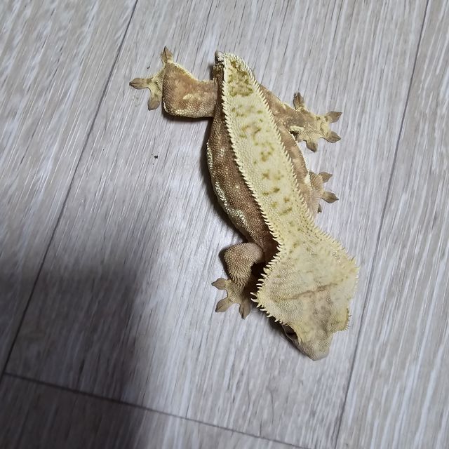 노멀