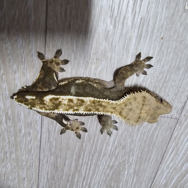 트라이