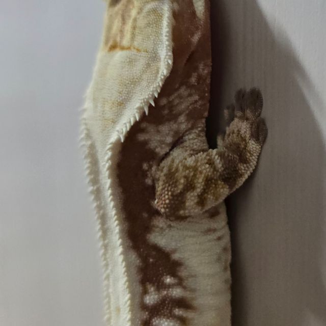 레드 릴리화이트