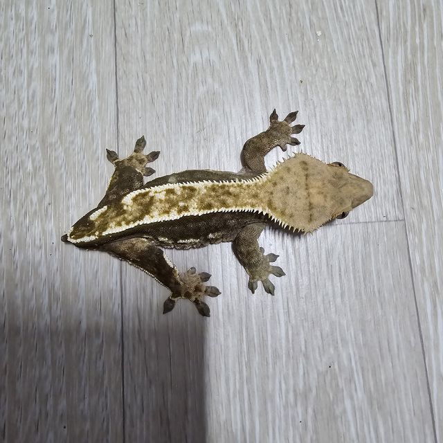 트라이