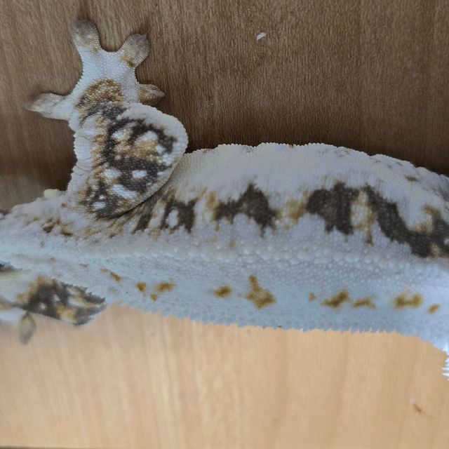 릴리화이트 드리피