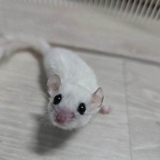 루시스틱