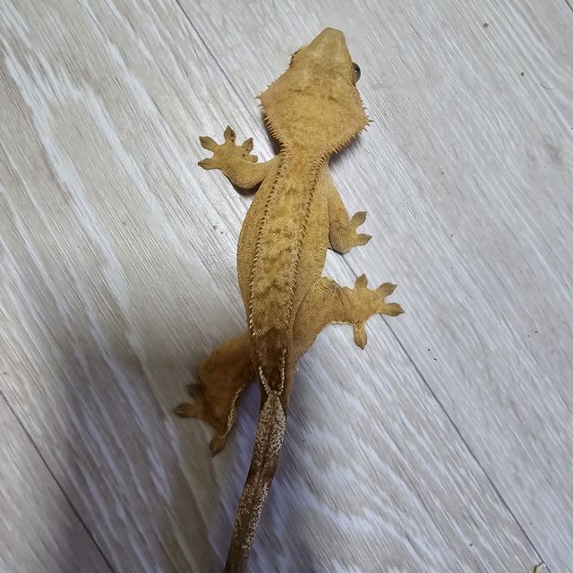 벅스킨 옐로우