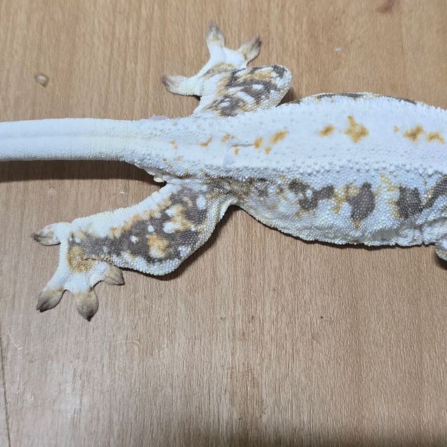 릴리화이트 드리피