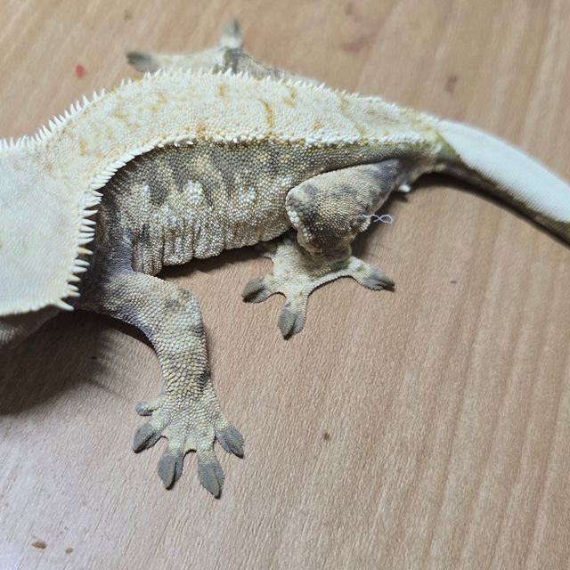 트라이 익스트림할리퀸